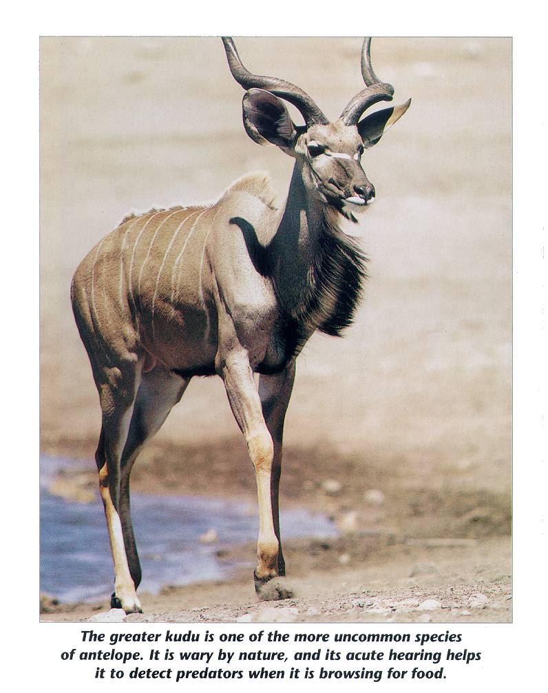 Greater Kudu (Tragelaphus strepsiceros) {!--그레이터쿠두,큰쿠두영양(--羚羊)-->; DISPLAY FULL IMAGE.