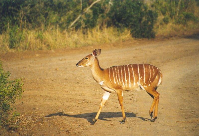 Common Nyala (Tragelaphus angasii) {!--니얄라영양(---羚羊)-->; DISPLAY FULL IMAGE.