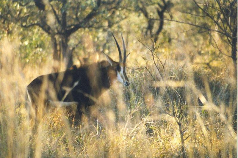 Sable Antelope (Hippotragus niger) {!--세이블영양,흑영양(黑羚羊)-->; DISPLAY FULL IMAGE.