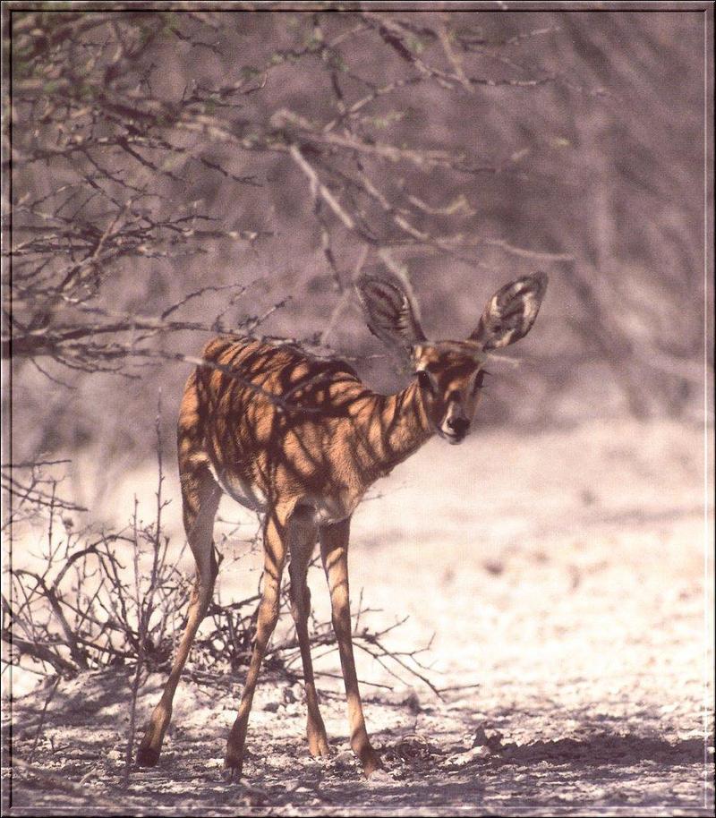 Steenbok (Raphicerus campestris) {!--스틴복영양(---羚羊)-->; DISPLAY FULL IMAGE.