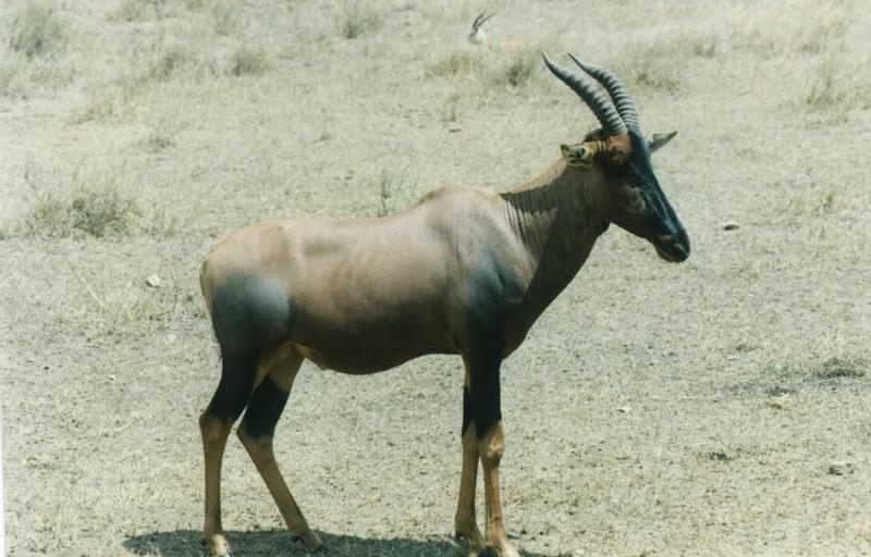 Topi (Damaliscus lunatus) {!--토피영양(--羚羊)-->; DISPLAY FULL IMAGE.