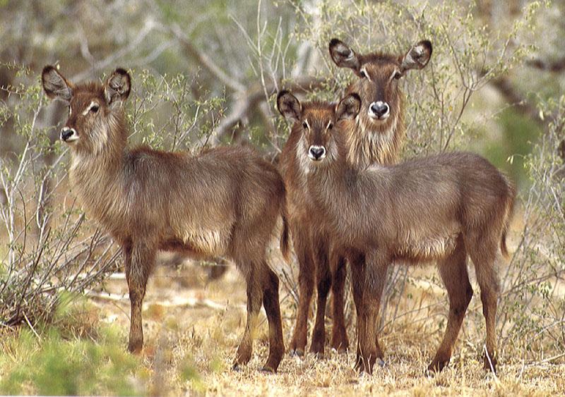 Waterbuck (Kobus ellipsiprymnus) {!--워터벅, 물영양(-羚羊)-->; DISPLAY FULL IMAGE.