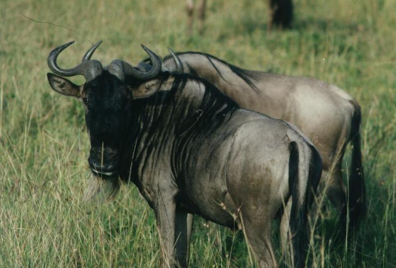 Blue Wildebeest (Connochaetes taurinus) {!--소영양(-羚羊)-->; DISPLAY FULL IMAGE.