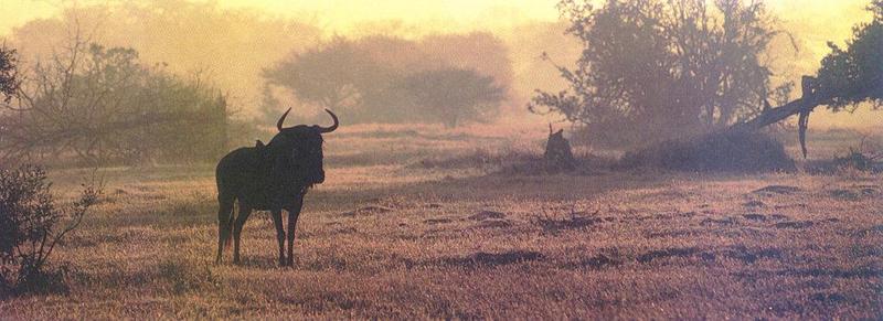 Blue Wildebeest (Connochaetes taurinus) {!--소영양(-羚羊)-->; DISPLAY FULL IMAGE.