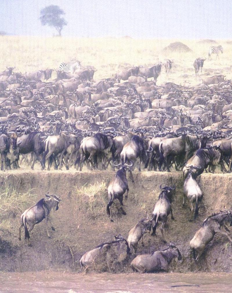 Blue Wildebeest (Connochaetes taurinus) {!--소영양(-羚羊)-->; DISPLAY FULL IMAGE.