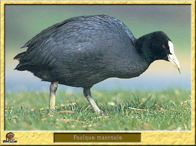 Eurasian Coot (Fulica atra) {!--물닭-->; DISPLAY FULL IMAGE.