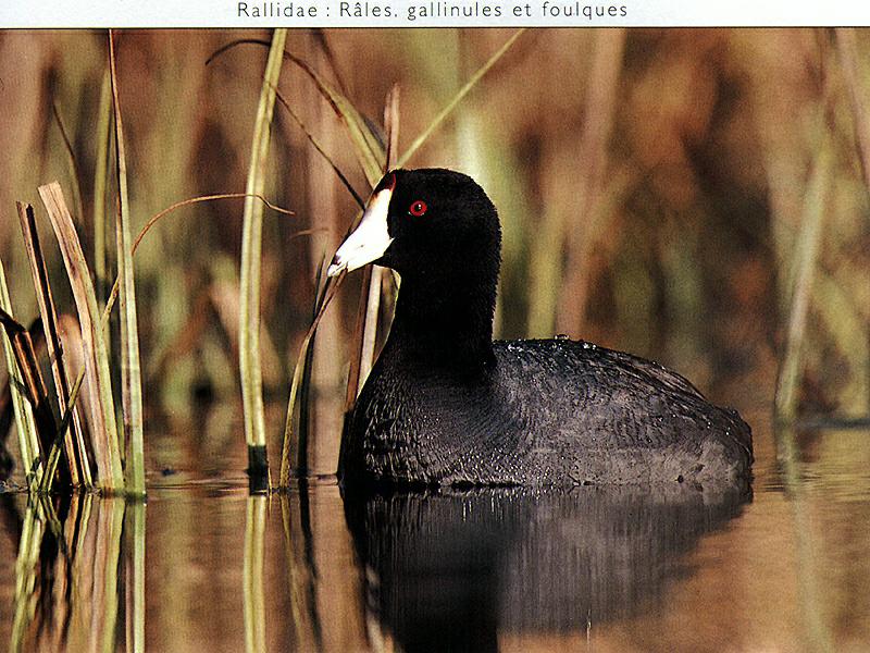 American Coot (Fulica americana) {!--아메리카물닭-->; DISPLAY FULL IMAGE.