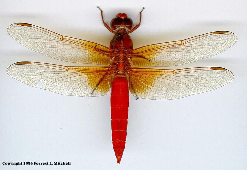 Dragonfly {!--잠자리-->; DISPLAY FULL IMAGE.