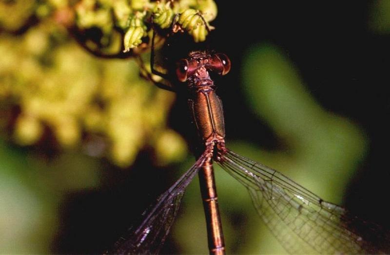 Emerald Damselfly (Lestes sponsa) {!--청실잠자리(유럽)-->; DISPLAY FULL IMAGE.