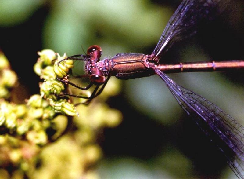 Emerald Damselfly (Lestes sponsa) {!--청실잠자리(유럽)-->; DISPLAY FULL IMAGE.