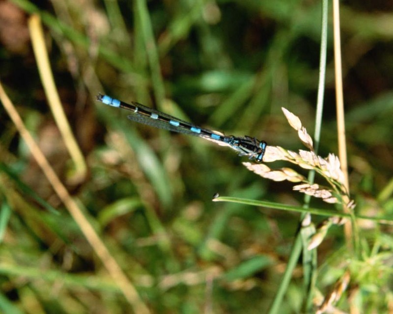 Damselfly {!--실잠자리류-->; DISPLAY FULL IMAGE.