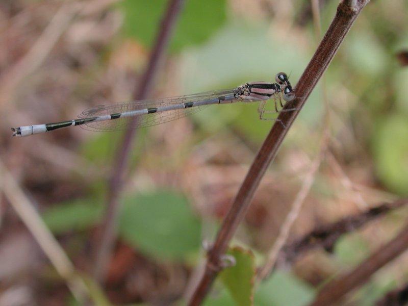 Damselfly {!--실잠자리류-->; DISPLAY FULL IMAGE.
