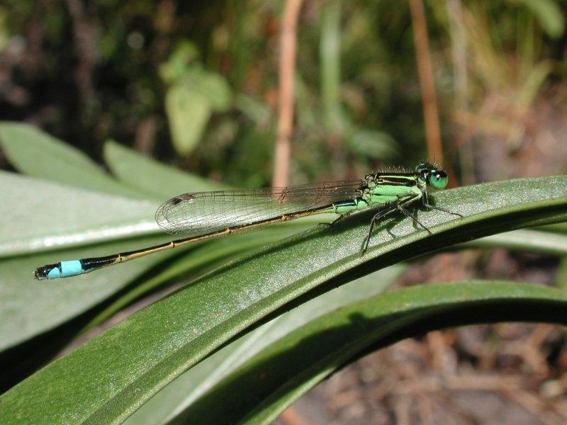 Damselfly {!--실잠자리류-->; DISPLAY FULL IMAGE.