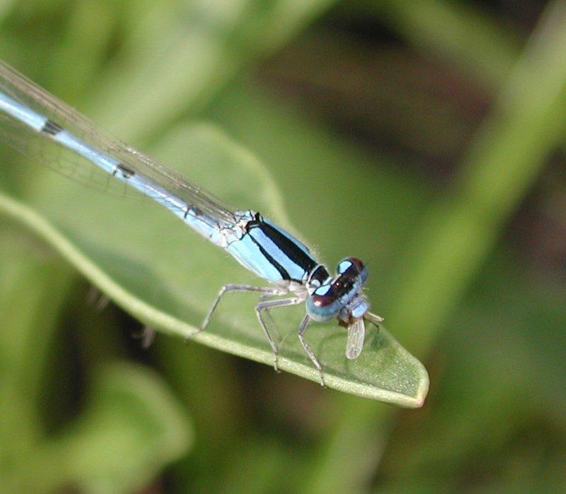 Damselfly {!--실잠자리류-->; DISPLAY FULL IMAGE.