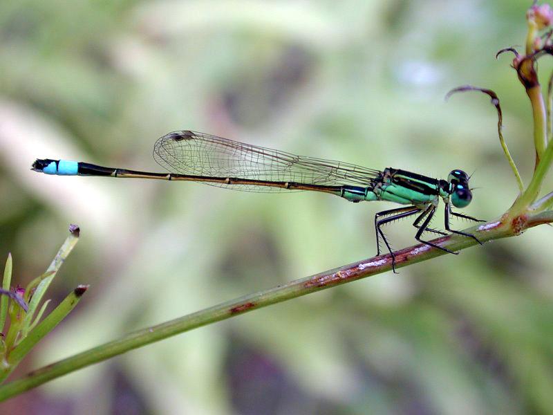 Damselfly {!--실잠자리류-->; DISPLAY FULL IMAGE.