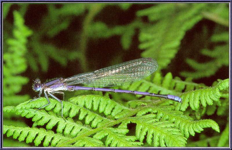 Damselfly {!--실잠자리류-->; DISPLAY FULL IMAGE.