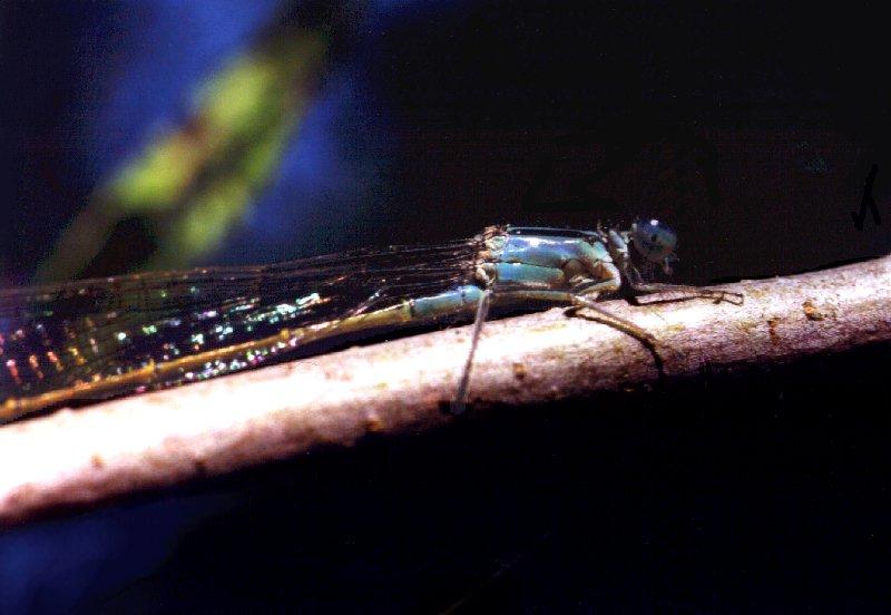 Damselfly {!--실잠자리류-->; DISPLAY FULL IMAGE.