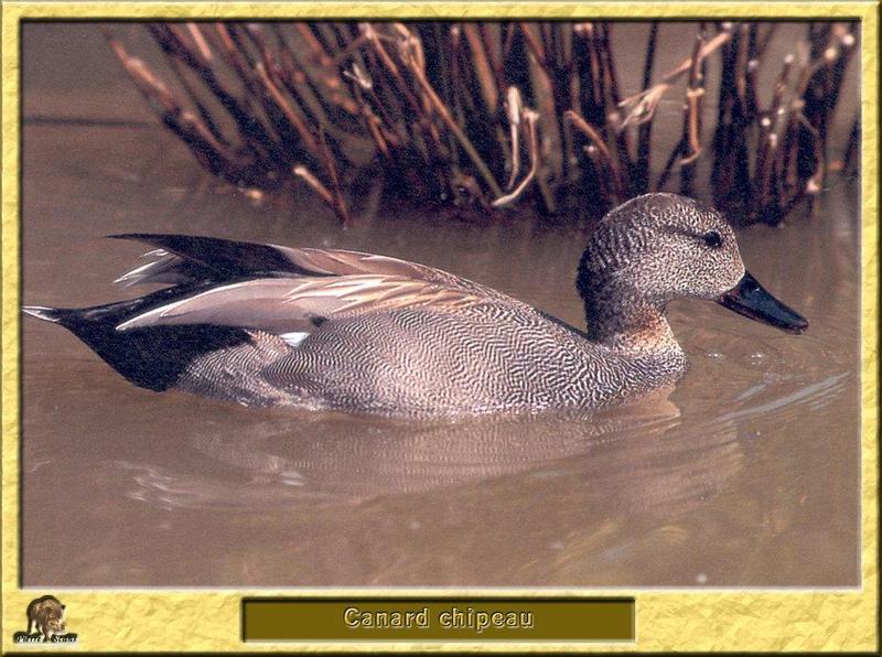 Gadwall (Anas strepera) {!--알락오리-->; DISPLAY FULL IMAGE.