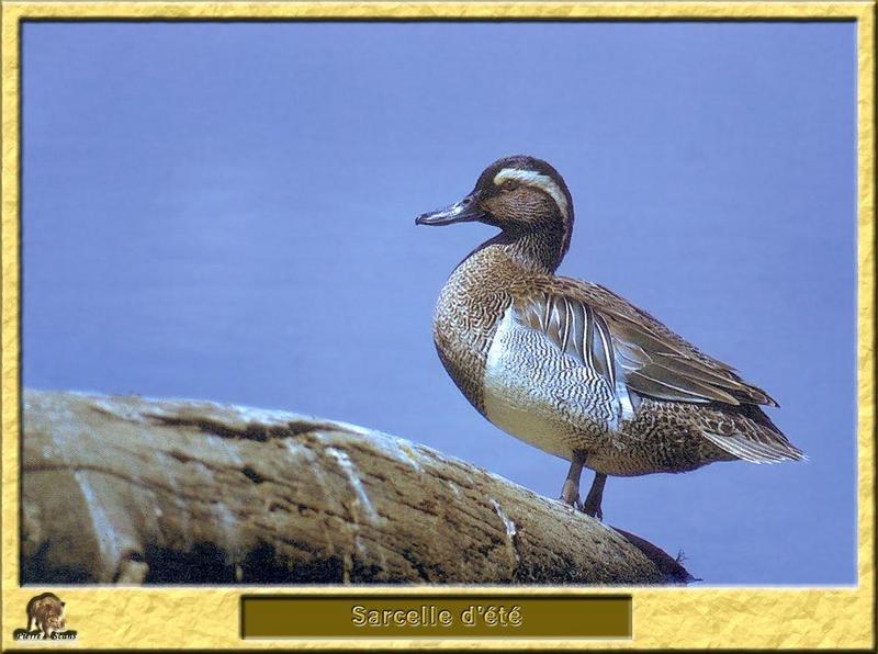 Garganey (Anas querquedula) {!--발구지-->; DISPLAY FULL IMAGE.