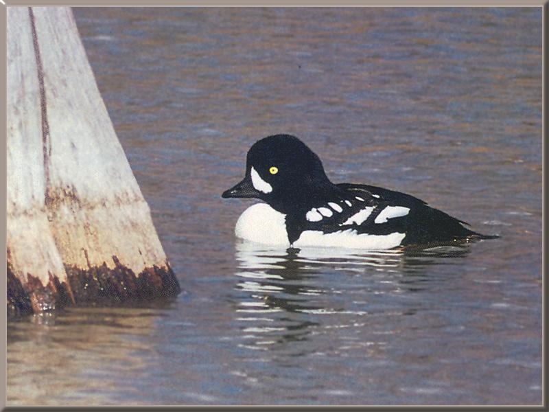 Barrow's Goldeneye (Bucephala islandica) {!--북방흰뺨오리-->; DISPLAY FULL IMAGE.