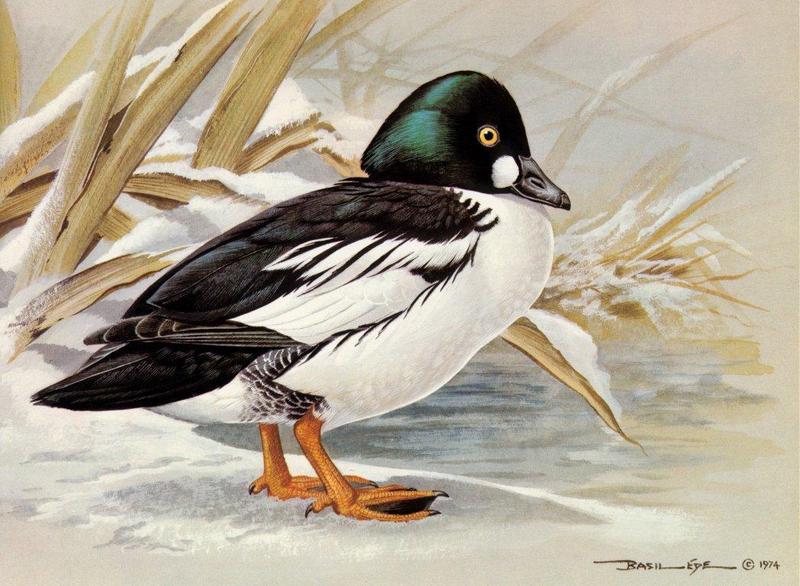 [Animal Art - Basil Ede] Common Goldeneye (Bucephala clangula) {!--흰뺨오리-->; DISPLAY FULL IMAGE.