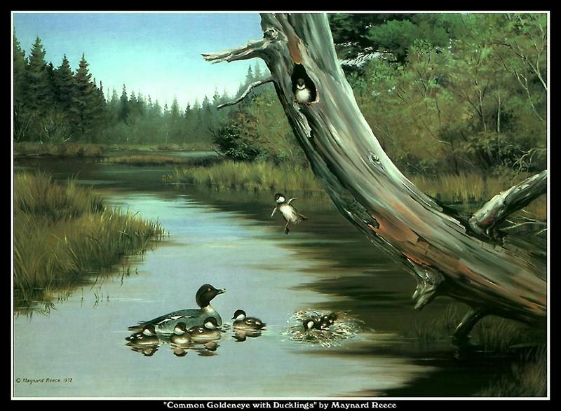 [Animal Art - Maynard Reece] Common Goldeneye with ducklings (Bucephala clangula) {!--흰뺨오리-->; DISPLAY FULL IMAGE.