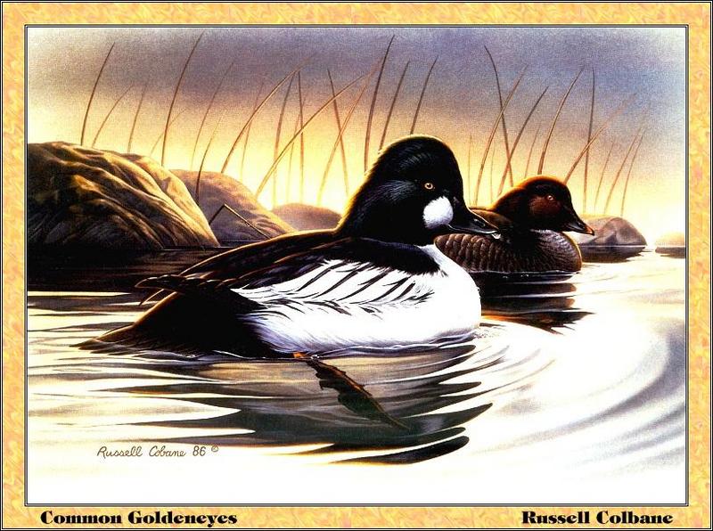 [Animal Art - Russell Colbane] Common Goldeneye pair (Bucephala clangula) {!--흰뺨오리-->; DISPLAY FULL IMAGE.