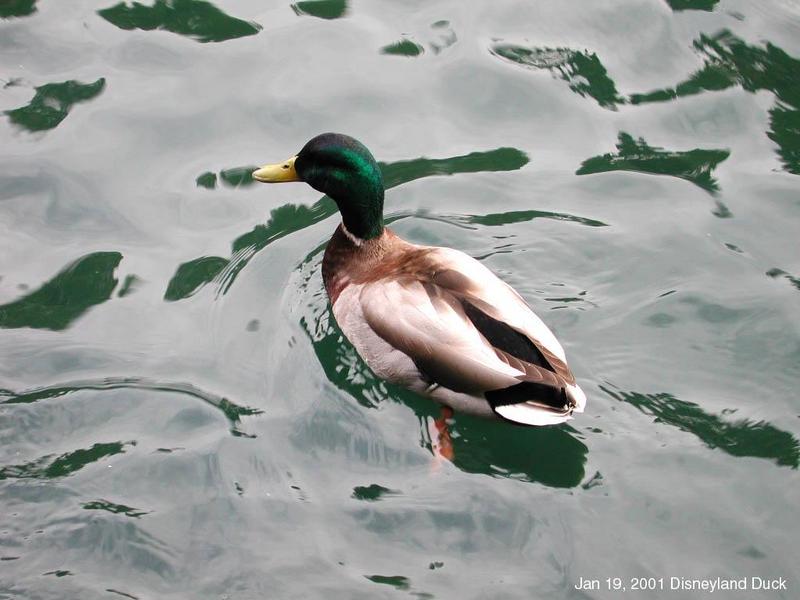 Mallard drake (Anas platyrhynchos) {!--청둥오리-->; DISPLAY FULL IMAGE.
