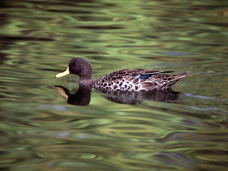Mallard hen (Anas platyrhynchos) {!--청둥오리-->; DISPLAY FULL IMAGE.