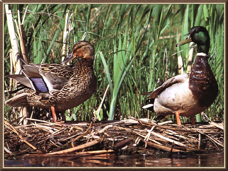 Mallards (Anas platyrhynchos) {!--청둥오리-->; DISPLAY FULL IMAGE.