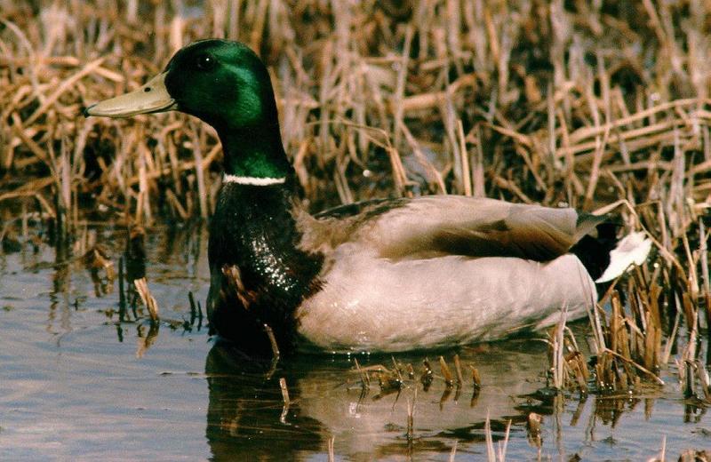 Mallard drake (Anas platyrhynchos) {!--청둥오리-->; DISPLAY FULL IMAGE.