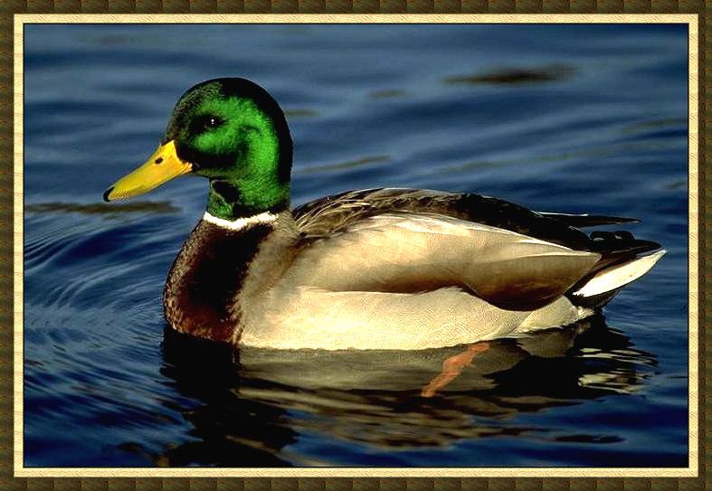 Mallard drake (Anas platyrhynchos) {!--청둥오리-->; DISPLAY FULL IMAGE.