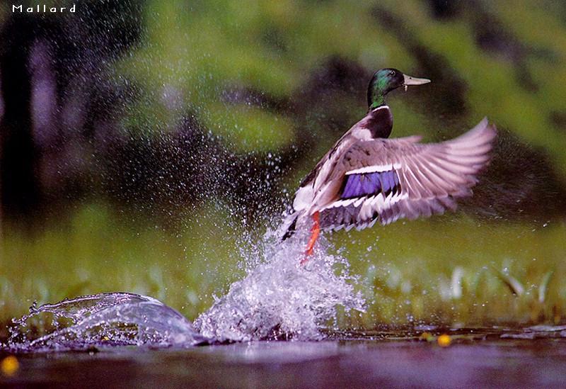 Mallard drake taking off (Anas platyrhynchos) {!--청둥오리-->; DISPLAY FULL IMAGE.