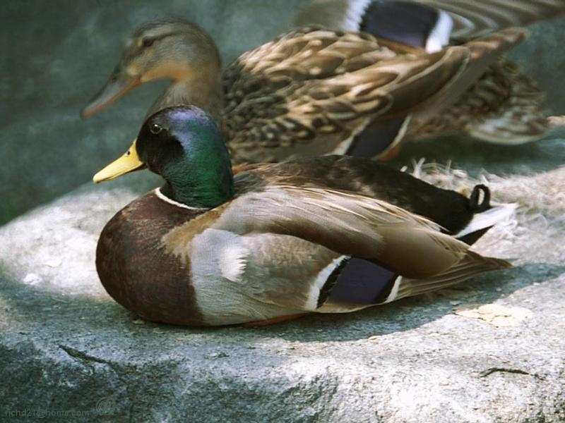 Mallard drake (Anas platyrhynchos) {!--청둥오리-->; DISPLAY FULL IMAGE.