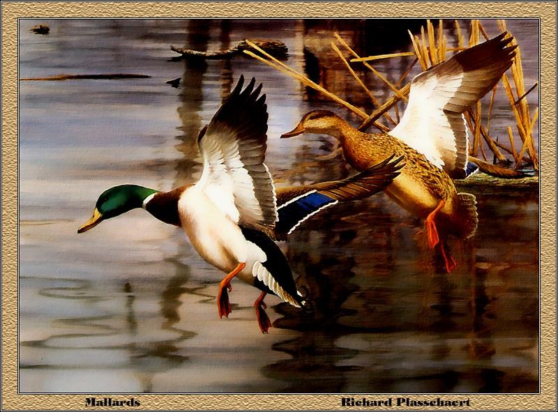 [Animal Art - Richard Plassehaert] Mallards (Anas platyrhynchos) {!--청둥오리-->; DISPLAY FULL IMAGE.