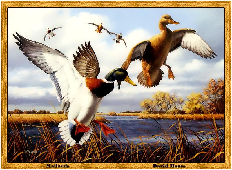 [Animal Art - David Maass] Mallards (Anas platyrhynchos) {!--청둥오리-->; DISPLAY FULL IMAGE.