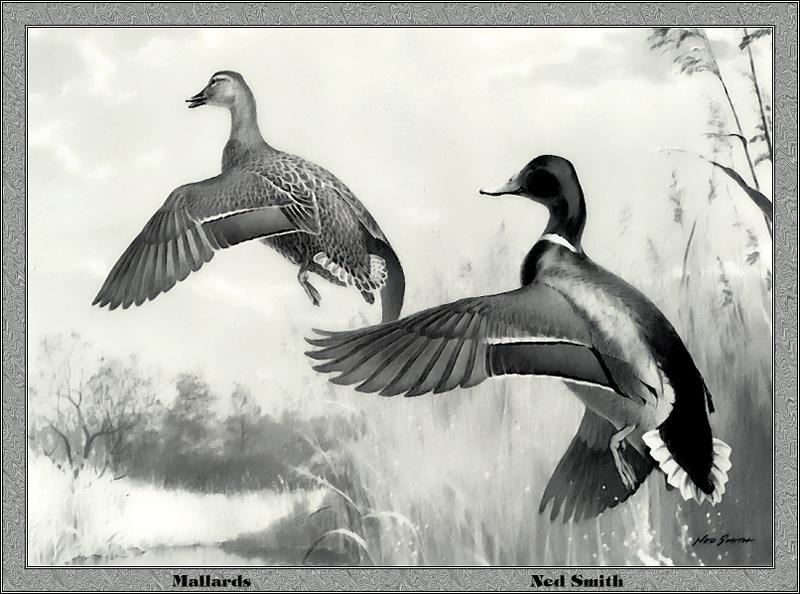 [Animal Art - Ned Smith] Mallards (Anas platyrhynchos) {!--청둥오리-->; DISPLAY FULL IMAGE.
