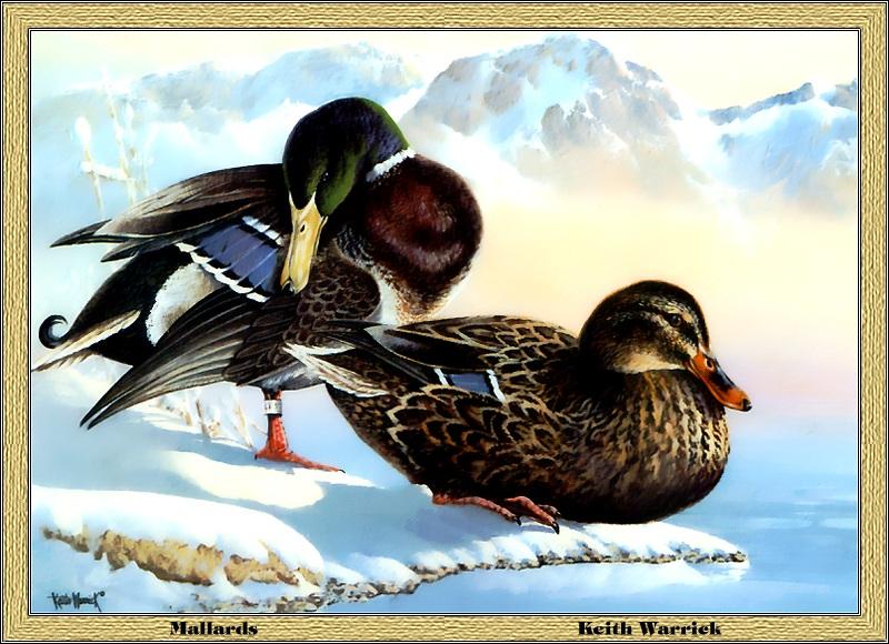 [Animal Art - Keith Warriek] Mallards (Anas platyrhynchos) {!--청둥오리-->; DISPLAY FULL IMAGE.