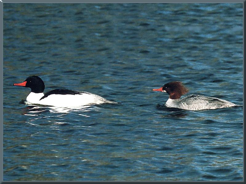 Common Mergansers (Mergus merganser ) {!--비오리-->; DISPLAY FULL IMAGE.