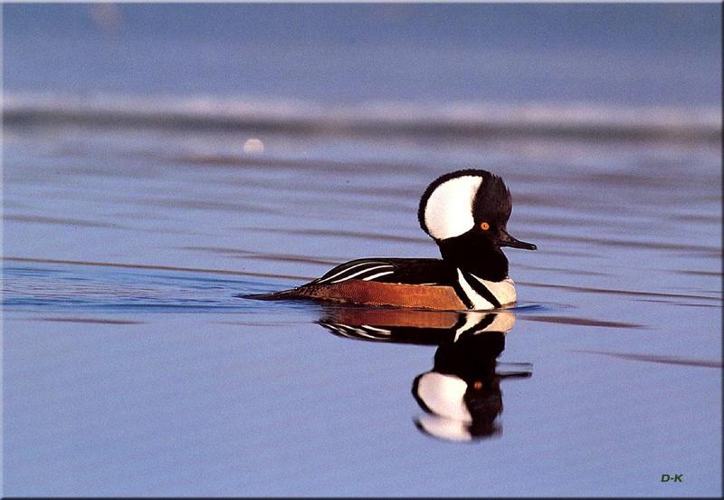 Hooded Merganser (Lophodytes cucullatus) {!--관머리비오리-->; DISPLAY FULL IMAGE.