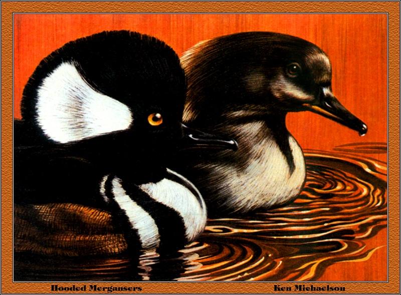 [Animal Art - Ken Michaelson] Hooded Merganser pair (Lophodytes cucullatus) {!--관머리비오리-->; DISPLAY FULL IMAGE.