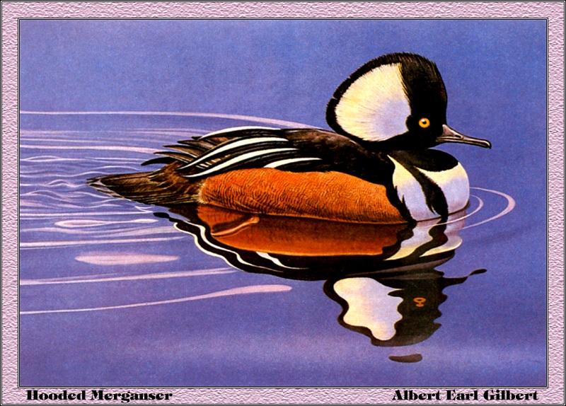 [Animal Art - Albert Earl Gilbert] Hooded Merganser (Lophodytes cucullatus) {!--관머리비오리-->; DISPLAY FULL IMAGE.