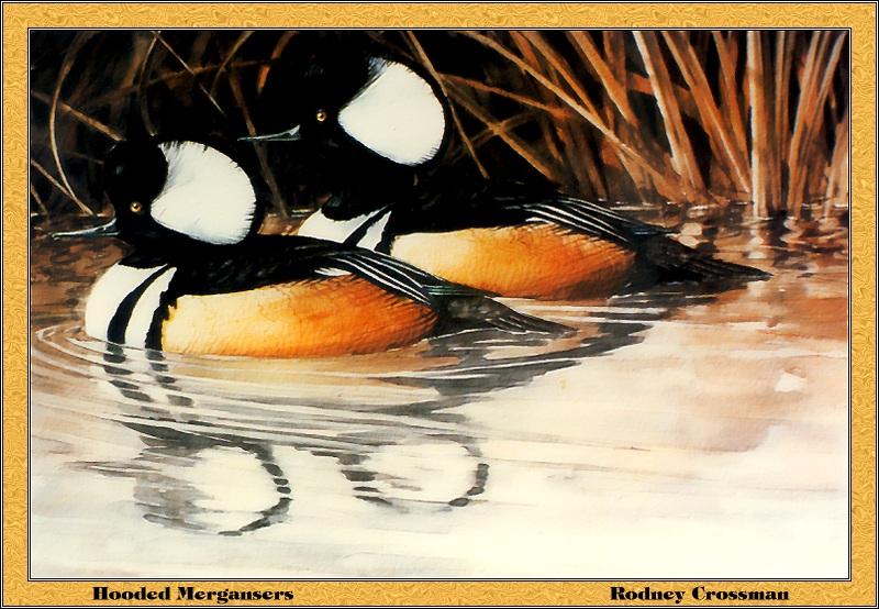 [Animal Art - Rodney Crossman] Hooded Merganser pair (Lophodytes cucullatus) {!--관머리비오리-->; DISPLAY FULL IMAGE.