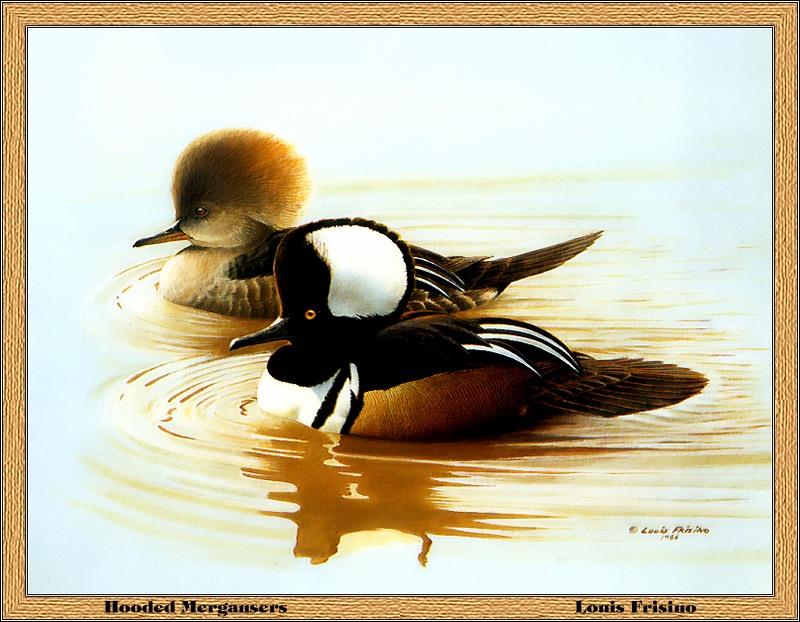 [Animal Art - Louis Frisino] Hooded Merganser pair (Lophodytes cucullatus) {!--관머리비오리-->; DISPLAY FULL IMAGE.