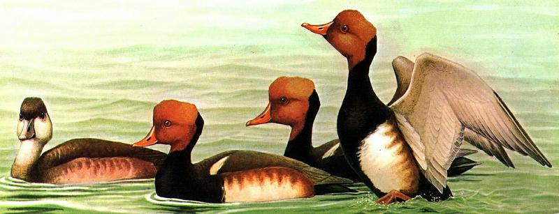 [Animal Art] Red-crested Pochard flock (Netta rufina) {!--붉은부리흰죽지-->; DISPLAY FULL IMAGE.