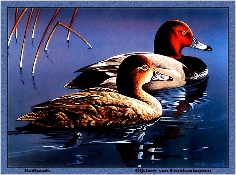 [Animal Art - Gijsbert van Frankenhuyzen] Redhead pair (Aythya americana) {!--아메리카흰죽지-->; DISPLAY FULL IMAGE.