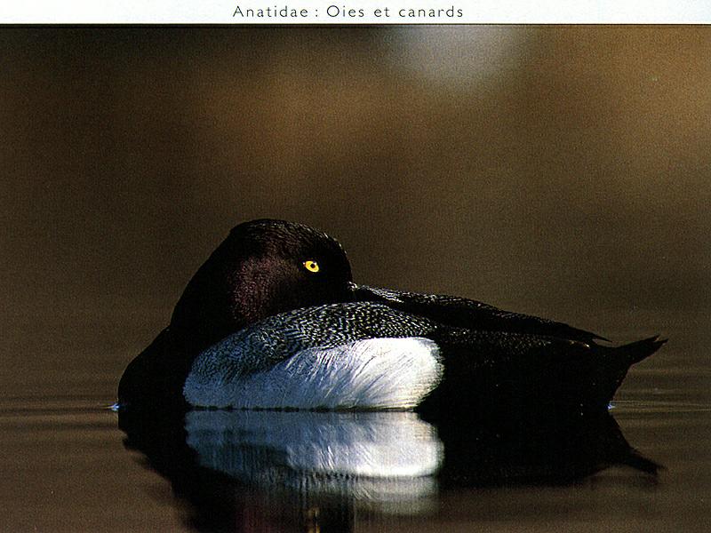 Lesser Scaup (Aythya affinis) {!--북아메리카검은머리흰죽지-->; DISPLAY FULL IMAGE.