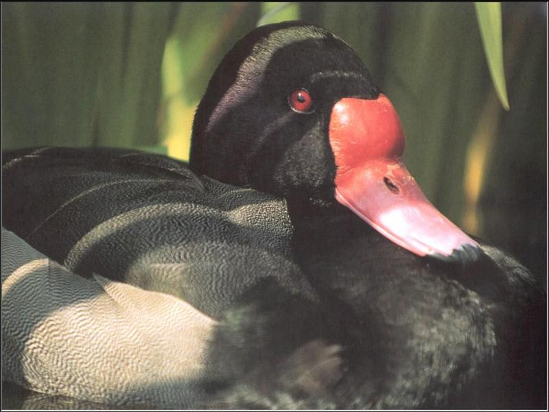 Common Shelduck (Tadorna tadorna) {!--혹부리오리-->; DISPLAY FULL IMAGE.