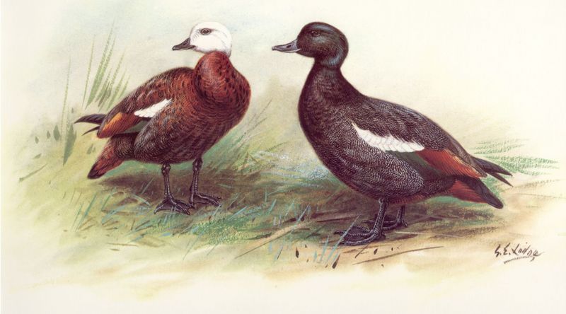 Paradise Shelduck pair (Tadorna variegata) {!--흰머리오리-->; DISPLAY FULL IMAGE.