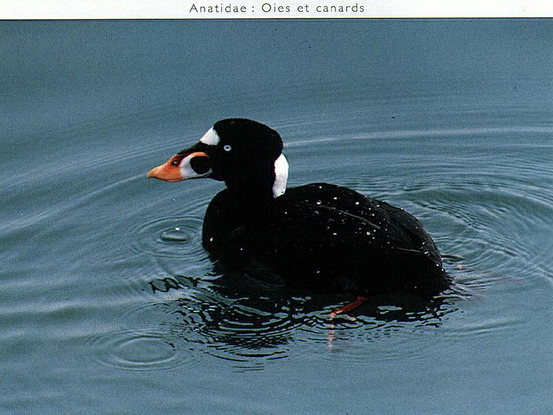 Surf Scoter (Melanitta perspicillata) {!--바다검둥오리사촌-->; DISPLAY FULL IMAGE.